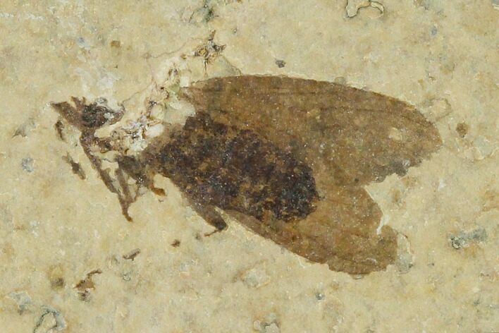 Fossil March Fly (Plecia) - Green River Formation #135896